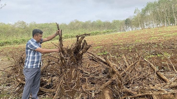 Nghệ An: Nhiều diện tích cao su bị phá bỏ để trồng cây khác