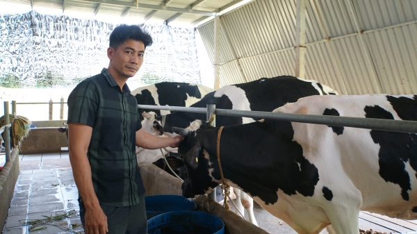 Dịch chuyển ở thủ phủ bò sữa Củ Chi: [Bài 2] Bí quyết trụ vững giữa khó khăn