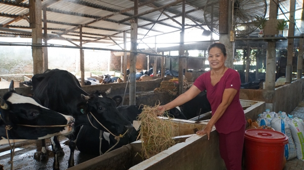 Dịch chuyển ở thủ phủ bò sữa Củ Chi: [Bài cuối] Hỗ trợ nông dân đi 'đường trường'