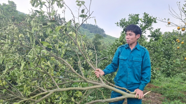 Số phận cây cam ở Nghệ An: 'Phú quý giật lùi'