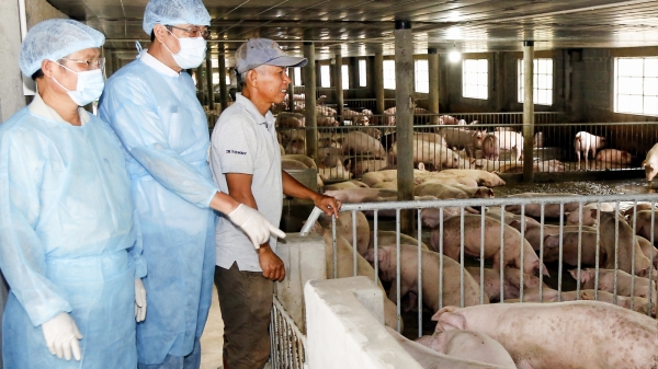 Phòng, chống dịch bệnh vật nuôi hiệu quả [Bài 2] Chuyển sang chăn nuôi trang trại