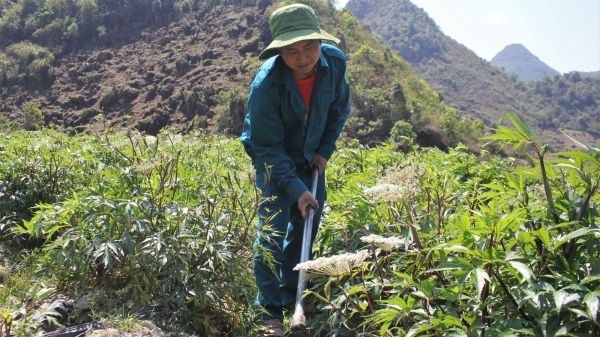 Cây dược liệu chữa 'bệnh nghèo' cho người dân miền núi