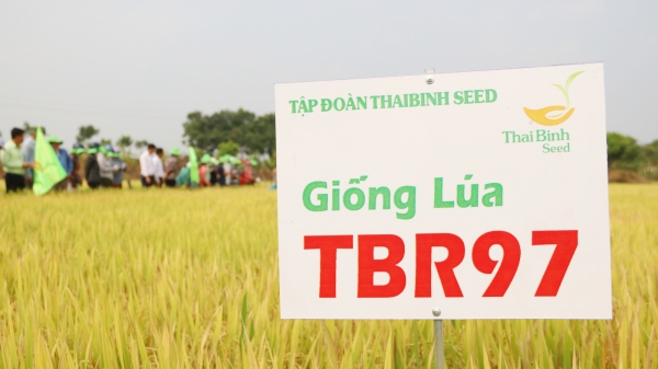 Giống lúa TBR97 phát triển tốt trên vùng đất biên giới
