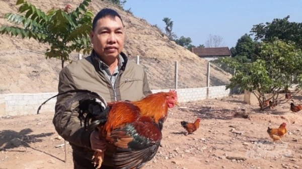 Nở rộ hình thức nuôi gà thả đồi tại Thái Nguyên