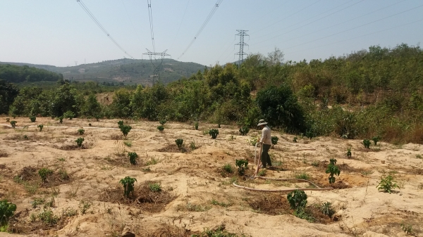 Gia Lai: Vườn khô ruộng khát, 500ha cây trồng bị thiệt hại