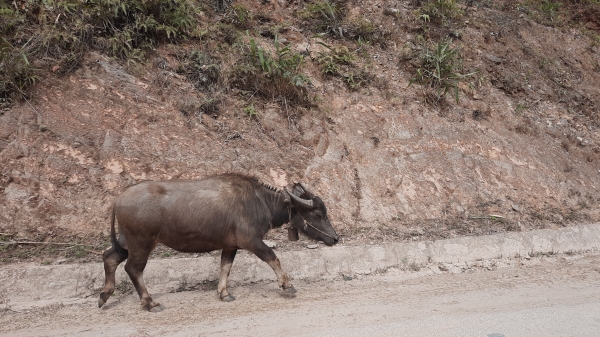 Thừa Thiên - Huế: Một huyện có gần 500 con trâu, bò chết rét