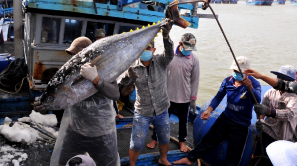 Tàu đánh bắt xuyên tết mang về lộc biển đầu năm