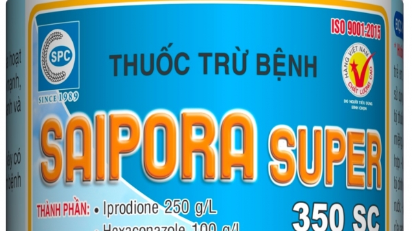 Saipora Super 350SC: Thuốc trừ bệnh khô vằn hại lúa
