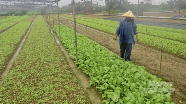 Khẩn trương đôn đốc chống rét, bảo vệ cây trồng