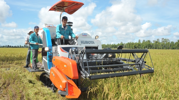 Dự án VnSAT thúc đẩy liên kết sản xuất, tiêu thụ lúa gạo