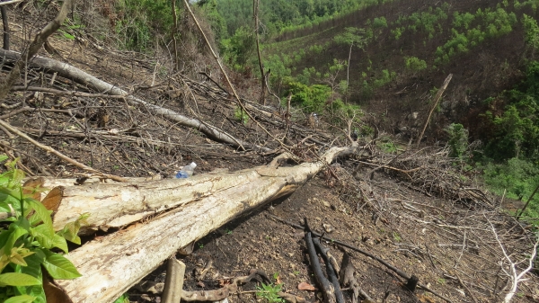 Khởi tố thêm 13 đối tượng phá rừng ở Phú Yên