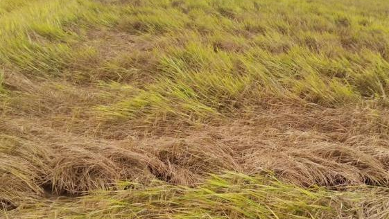 Rầy gây hại lúa xuân, có nơi mật độ tới 10 nghìn con/m2