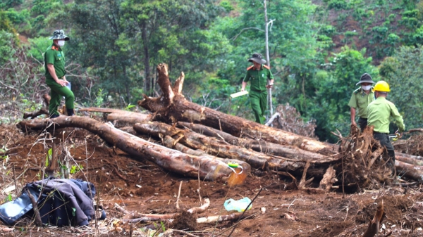 Điều tra vụ phá rừng do doanh nghiệp quản lý