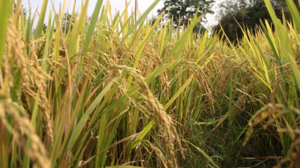 Giống lúa BC15 và TBR225 năng suất hơn 9 tấn/ha trên đất nghèo