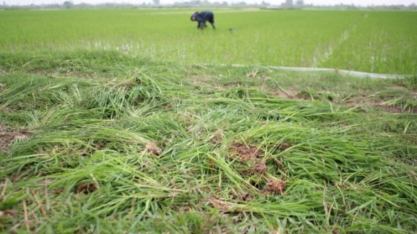 Nam Định: Lúa ma lây lan, gây hại cao hơn năm trước