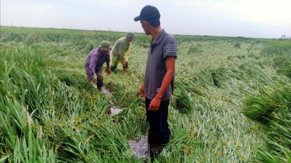 Hàng nghìn ha lúa sắp thu hoạch lại bị mưa gió vùi dập