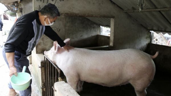 Tạo sinh kế và năng lượng sạch từ dự án nuôi lợn an toàn sinh học