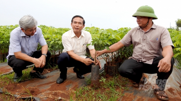 Vườn giống cao su quy mô nhất thế giới ở Đồng Nai