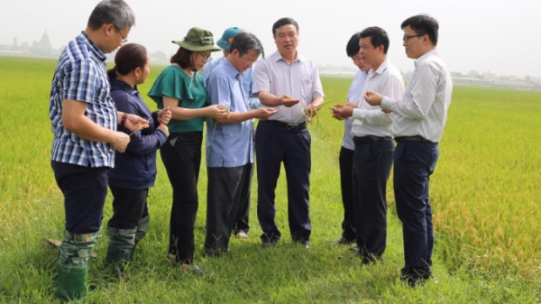 Hà Nội quyết tâm tiên phong tiếp cận với sức khỏe cây trồng