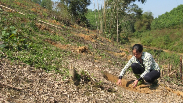 Tuyên Quang trồng rừng vượt 10% kế hoạch năm 2022