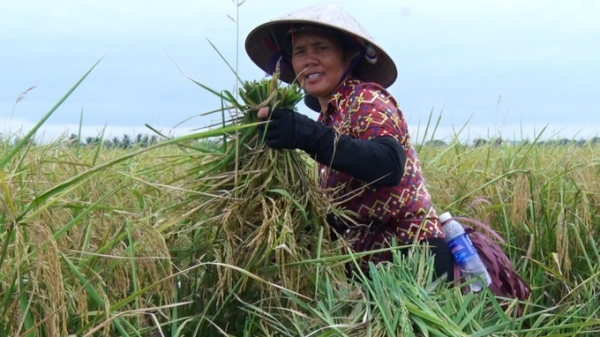 Hải Phòng mở rộng diện tích trồng lúa hữu cơ