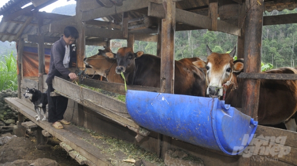 Hà Giang: Hơn 3.500 con trâu, bò được hỗ trợ phí bảo hiểm
