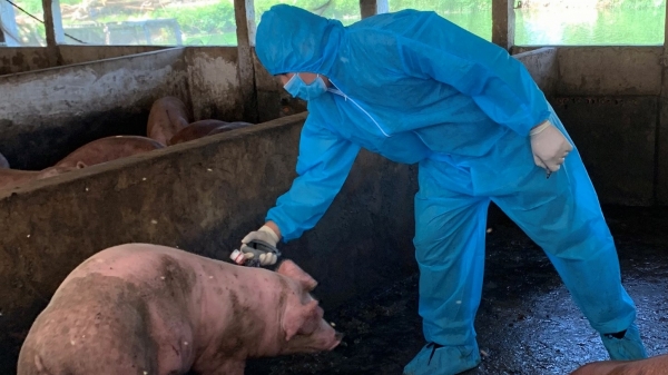 Tín hiệu tích cực khi sử dụng vacxin phòng bệnh dịch tả lợn châu Phi