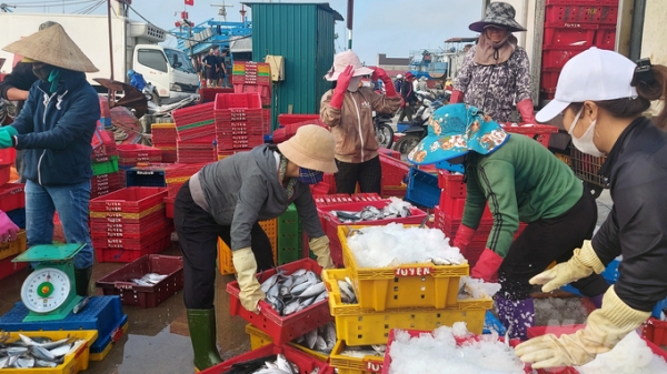Cảng cá Cửa Việt tấp nập những ngày đầu năm