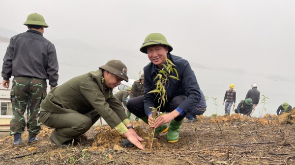 Yên Bái trồng 5.000 cây tràm trên đảo hồ Thác Bà