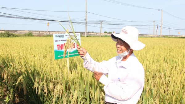 Bộ giống lúa của Vinaseed ‘vững chân’ trên đồng đất xứ Quảng