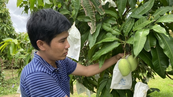 Mô hình 'Cây xoài nhà tôi' giúp giá bán cao hơn 5.000 đồng/kg