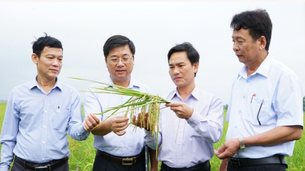 Lợi nhuận tăng gấp đôi nhờ trồng lúa hữu cơ liên kết