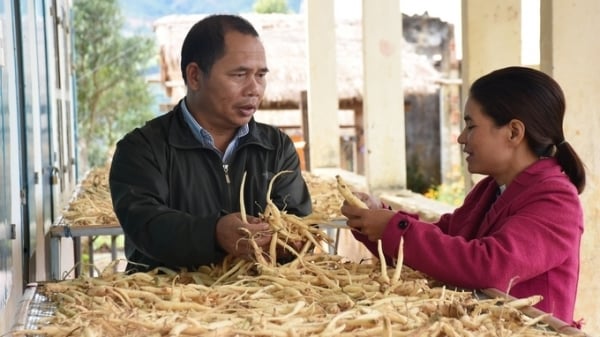 Hợp tác xã nông nghiệp ở Bắc Tây Nguyên: Nơi hiệu quả, nơi thua lỗ