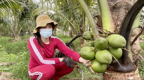 Dừa xiêm cho trái ngọt ở vùng đất mặn phèn