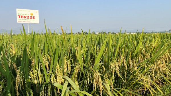 Nông dân đất Tổ trầm trồ cánh đồng lúa TBR225 có gen kháng bạc lá