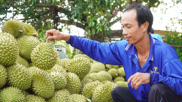 Tìm đường thúc đẩy tiêu thụ trái cây tại chợ đầu mối Bình Điền