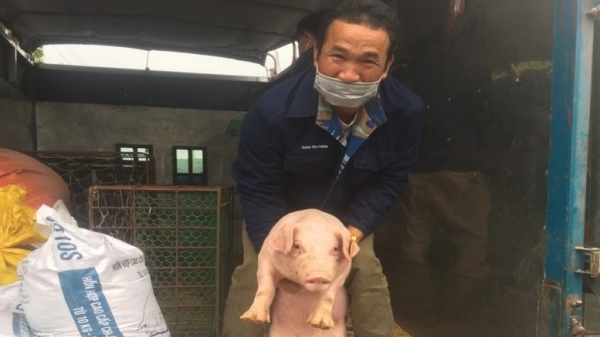 Quảng Ninh hỗ trợ phát triển chăn nuôi lợn sinh sản an toàn sinh học