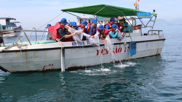 Thả hơn 10.000 con cá giống xuống vịnh Nha Trang tái tạo nguồn lợi thủy sản