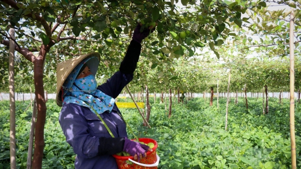 Giá tăng hơn gấp đôi, người trồng táo Ninh Thuận lãi lớn