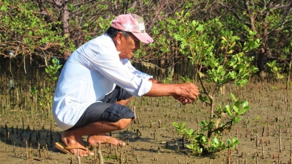 Tiềm năng lớn tín chỉ carbon từ rừng ngập mặn Việt Nam