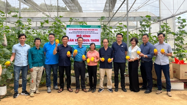 Hỗ trợ nông dân Mộc Châu trồng dưa lê Hàn Quốc có liên kết tiêu thụ