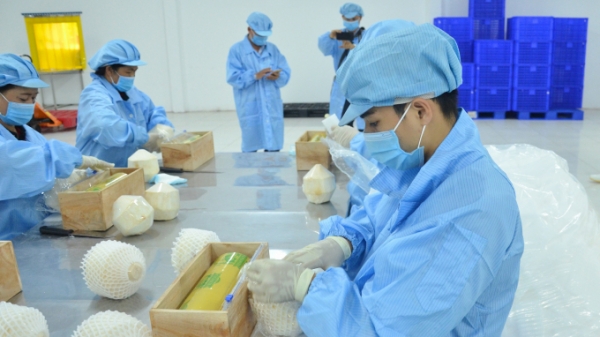 Trung Quốc chuẩn bị kiểm tra dừa tươi Việt Nam để xem xét nhập chính ngạch