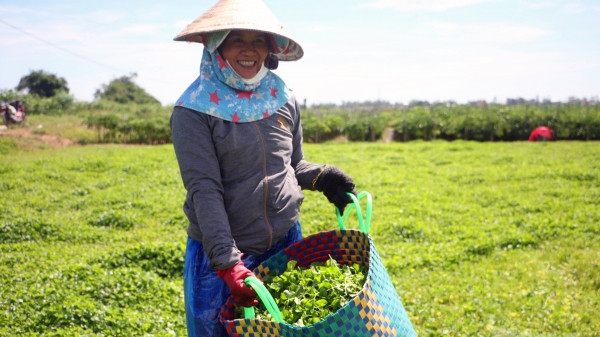 'Chất xúc tác' cho nông nghiệp hữu cơ Thừa Thiên Huế