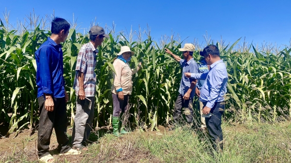 Ninh Thuận mở rộng trồng ngô sinh khối