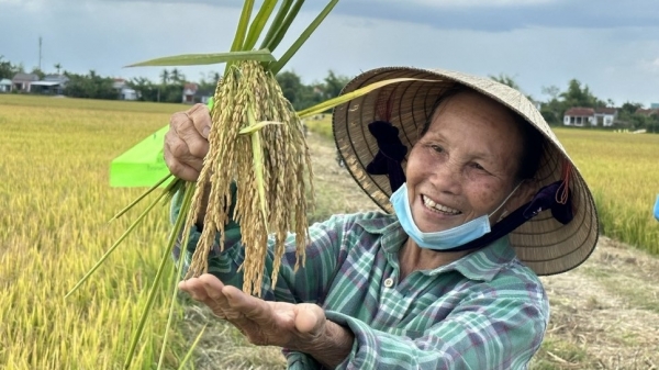 Giống lúa TBR97 nhận nhiều 'điểm cộng' của nông dân xứ Quảng