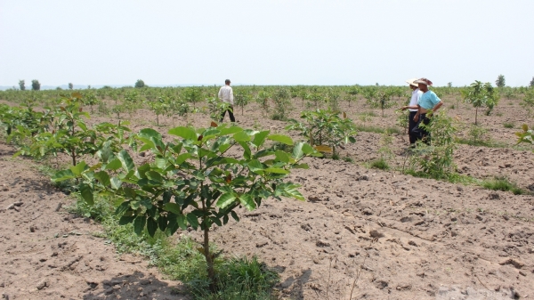 Tây Ninh hiện thực hóa Đề án trồng 1 tỷ cây xanh