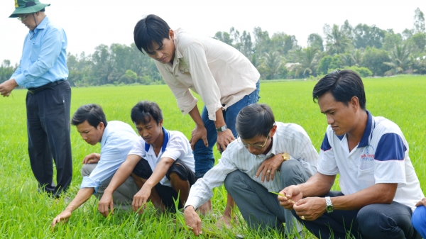 Tập huấn phát triển chuỗi sản xuất lúa gạo bền vững