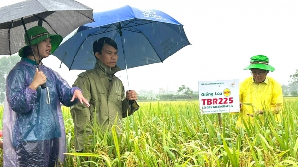 Nông dân đội mưa thăm đồng, trầm trồ giống lúa của ThaiBinh Seed
