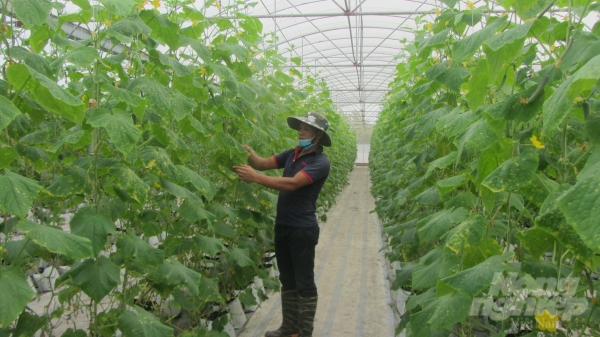 Khuyến nông đồng hành đưa nông nghiệp Hưng Yên phát triển năng động nhất nước
