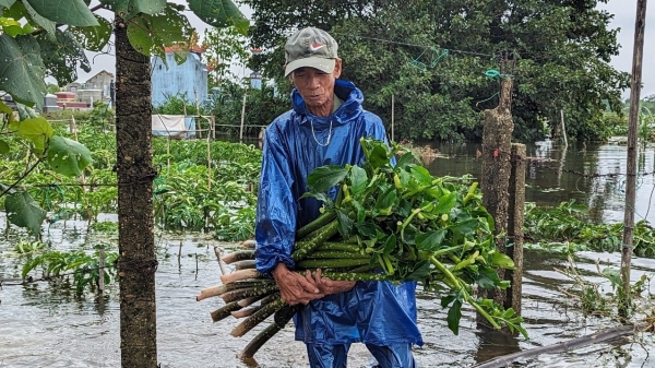 Nông dân Huế bì bõm thu hoạch chột nưa sau mưa lớn